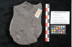 Foto (Objekt + Etikett) von Pterophyllum longifolium Br. (NHMW-GEO-2024-0188-10625)